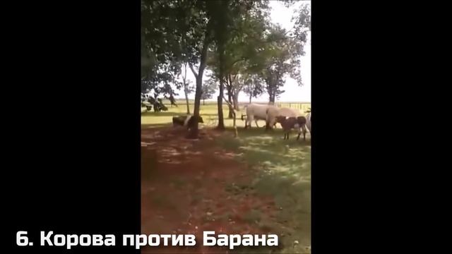 10 СУМАСШЕДШИХ БИТВ ЖИВОТНЫХ СНЯТЫХ НА КАМЕРУ / часть 3 смотреть онлайн