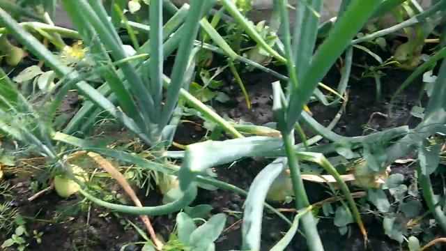 Зацветают лилии и не большой обзор участка. смотреть онлайн