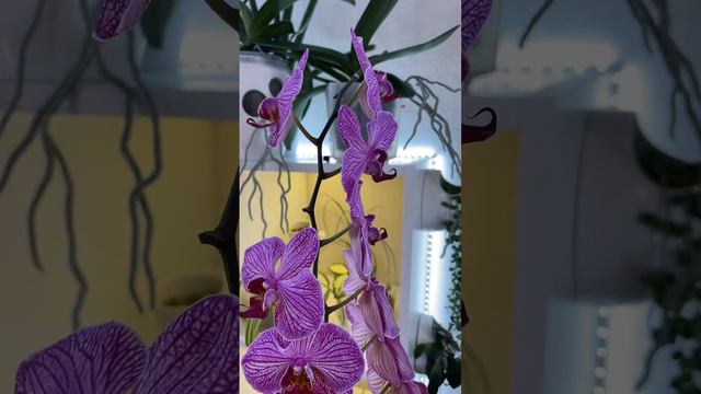 Будапешт ? #орхидеи смотреть онлайн