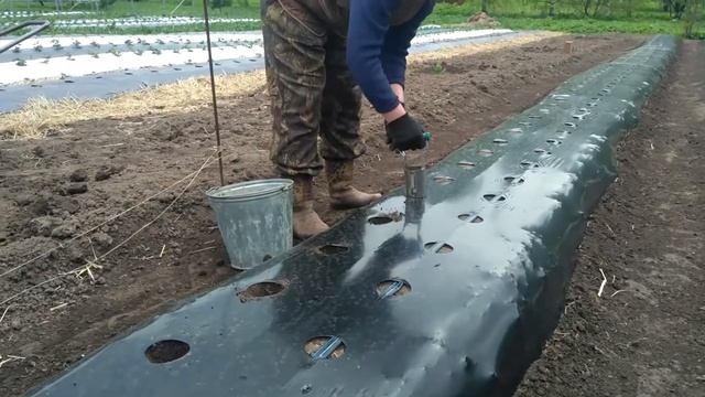 Высадка весенней рассады Клубники Земляники в гряды. Сибирь 7 мая 2020 смотреть онлайн