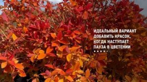 10 декоративных кустарников для сада, которые будут вас радовать с апреля по ноябрь