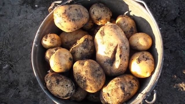 Купить Семенной Картофель Адретта Почтой Наложенным Платежом смотреть онлайн