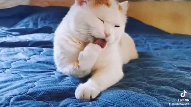 Рыжий кот смотреть онлайн