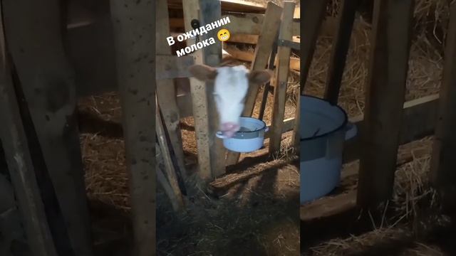 Пуговка в ожидании молока ? смотреть онлайн