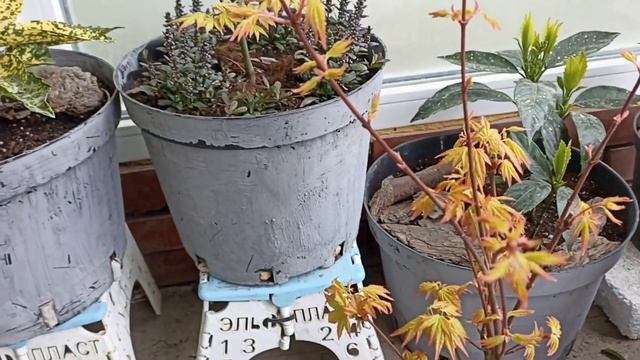 Японские мотивы, 2 похожих Японских клёна, садовый обзор смотреть онлайн