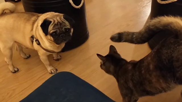 Кошачьи приключения в джунглях