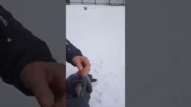 Варвара - ворона гуляет вместе с хозяином по сугробам смотреть онлайн