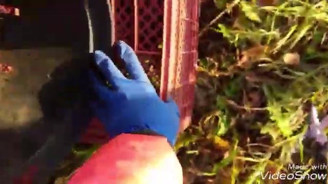 Как я укрывать свою бесшипную ежевику на зиму. Подготовка ежевики к зиме . смотреть онлайн