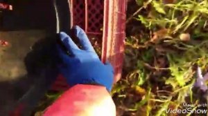 Как  я укрывать свою бесшипную ежевику на зиму. Подготовка ежевики к зиме .