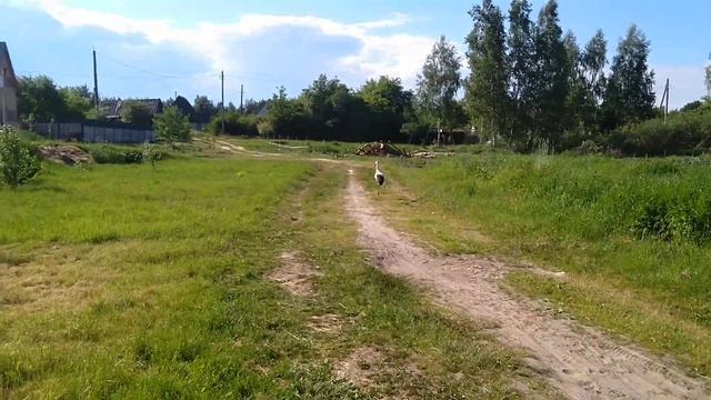 Крупный дятел! смотреть онлайн
