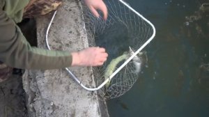 Зимует ли осётр в пруду в Подмосковье?