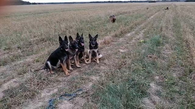 щенки немецкой овчарки 7 месяцев-выдержка смотреть онлайн