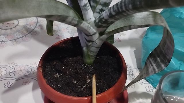 Гузмания (гусмания) гүліне күтім жасау өте маңызды.#өсімдік #гулдер #өсіру #оңай #тез смотреть онлайн