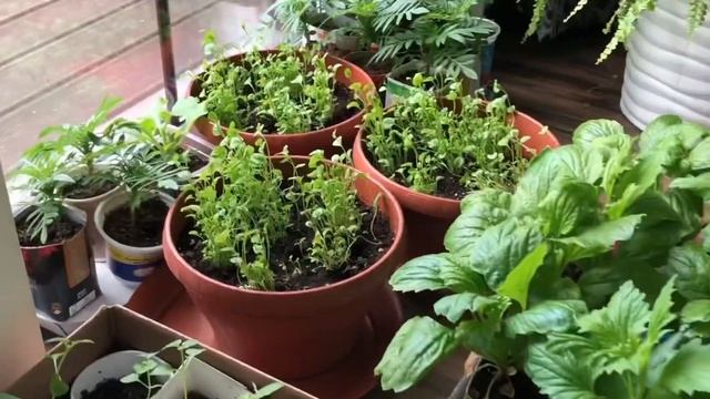 Цветок #1 для бордюров, ковровых композиций, альпийских горок, цветников смотреть онлайн