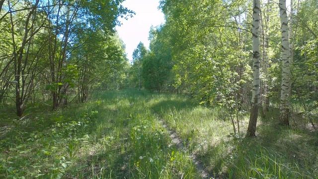 На веле в Медведовский лес 2022 смотреть онлайн