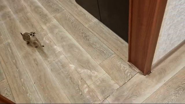 Сурикаты ложатся спать по команде "Отбой!" смотреть онлайн