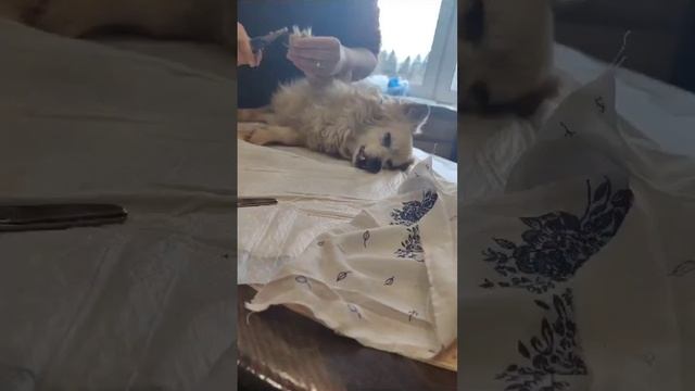 Маффина кастрировали смотреть онлайн