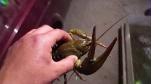 Бизнес на речных раках в гараже, передержка раков!