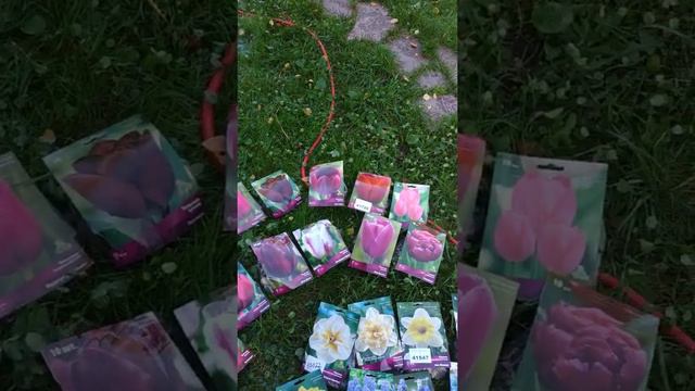 тюльпаны на 2022 смотреть онлайн