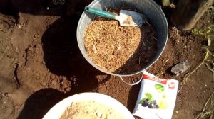 Какие удобрения вносить в лунку при посадке клубники?