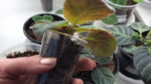 Как правильно поливать Глоксинии. Часть 2