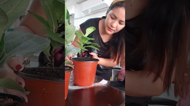 Comparison between Ficus Lyrata Compacta and Ficus Lyrata Classic смотреть онлайн