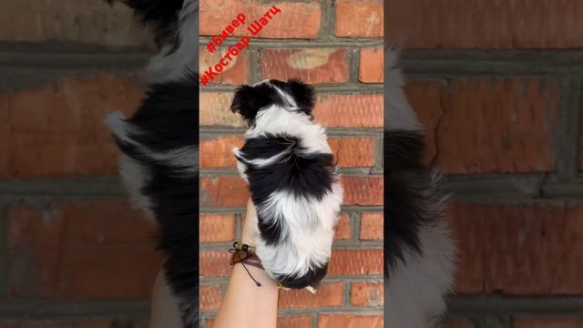 Бивер мальчик Костбар Шатц Один #бивер #dog #puppy