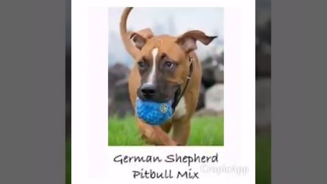 Could the German Shepherd pitbull mix be the right dog for you and your family? смотреть онлайн