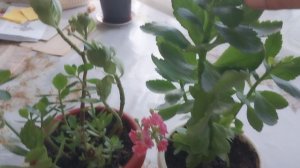 Размножение, уход, условия и прищипывание домашнего цветка каланхоэ.