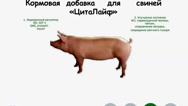 Купить кормовую добавку для свиней ЦитаЛайф 8 800 700 66 74 смотреть онлайн