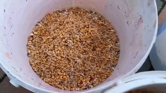 Naturalne witaminy dla gołębi w okresie przygotowania do rozpłodu. Nieudany experyment. смотреть онлайн