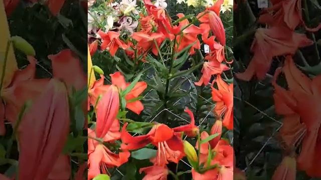 Lilia tygrysia? Lilium tigrinum 'Strawberry Event' ?? Zobacz jak wygląda ? - CEBULE które KWITNĄ - смотреть онлайн