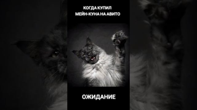 КОГДА КУПИЛ МЕЙН КУНА НА АВИТО смотреть онлайн
