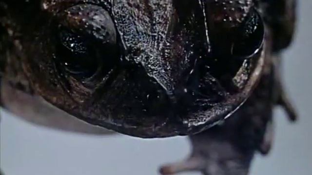 Ян Шванкмайер - Historia Naturae, Suita (1967) смотреть онлайн