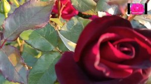 ЧЁРНАЯ МАГИЯ или как я помирилась с розой БЛЭК МЭДЖИК