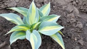 #хоста #Катерина / Хоста Катерина ( лат. hosta Catherine)