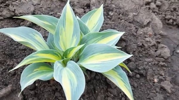 #хоста #Катерина / Хоста Катерина ( лат. hosta Catherine)