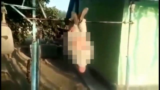79-ЛЕТНЫЙ ДЕД ИЗ СРЕДНЕЙ АЗИИ УДИВИЛ ВЕС МИР СВОИМИ НАВЫКАМИ. смотреть онлайн