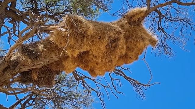 The Sociable Weavers of the Kalahari смотреть онлайн