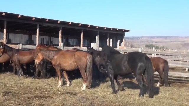 Жеребца Акелу выпустили в косяк молодых кобыл смотреть онлайн