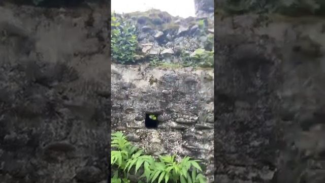 Отдых в Абхазии,крепость Сан-Томмазо,тайский бокс,тренировки смотреть онлайн