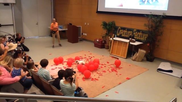 Twinkie, new Guinness World Record Balloon Popping Dog,2016 смотреть онлайн