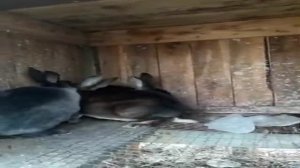 Кролики( рексы) когда можно их покрывать?