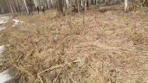 открытие 2021г! С металоискателем тх - 850 (с большой катушкой).