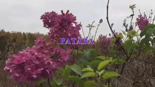 •°*”˜˜”*°•♥●•٠ Все Потому Что..٠•●♥°*”˜˜”*°• Стихи о любви ,не любви,все о помаде и о нем. смотреть онлайн