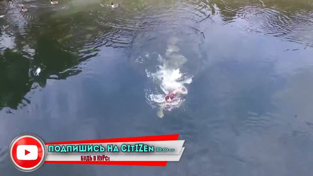 Овечкин выиграл Стенли / ЭПИЧНОЕ спасение дрона смотреть онлайн