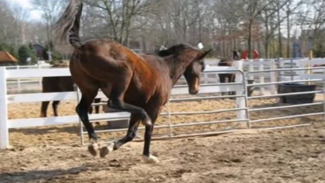 Amaryllis Farm- The story board movie смотреть онлайн