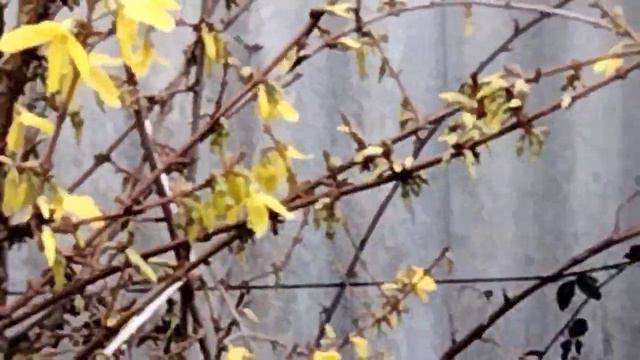 На улице цветет ива,форзиция,барвинок,алыча. смотреть онлайн