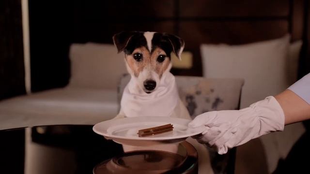 Концепция pet-friendly отеля «Казанская Ривьера» , Казань смотреть онлайн