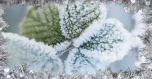 Доброго светлого зимнего дня!